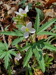Cardamine concatenata