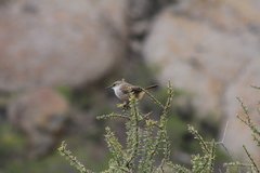 Ochetorhynchus ruficaudus