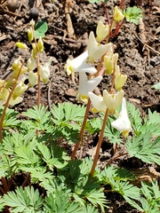 Dicentra cucullaria