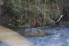 Merganetta armata armata