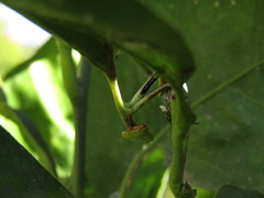 Parastagmatoptera unipunctata