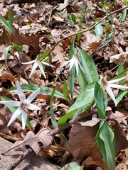 Erythronium albidum