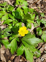 Ranunculus hispidus