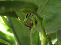 Parastagmatoptera unipunctata