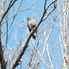 Parabuteo unicinctus