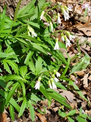 Cardamine concatenata
