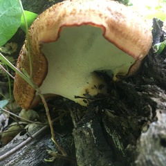 Polyporus mcmurphyi