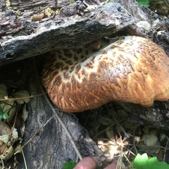 Polyporus mcmurphyi