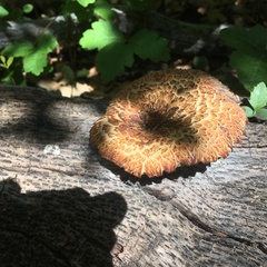 Polyporus mcmurphyi