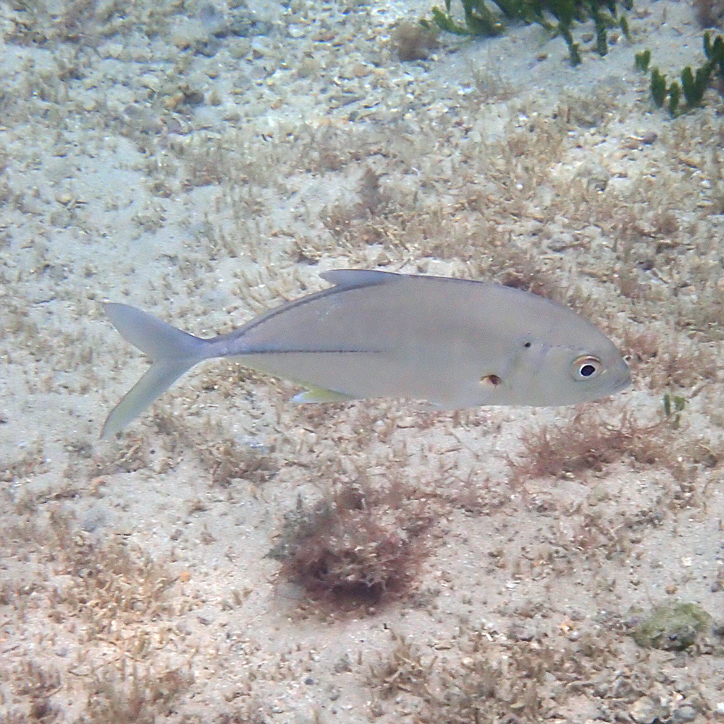 Bigeye trevally