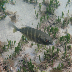 Ferdauia ferdau