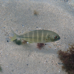 Ferdauia ferdau
