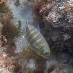 Ferdauia ferdau