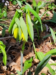 Uvularia grandiflora