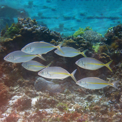 Pseudocaranx