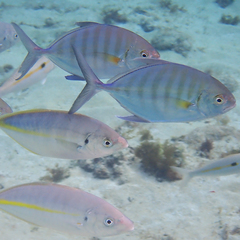 Ferdauia ferdau