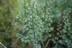 Adiantum chilense scabrum