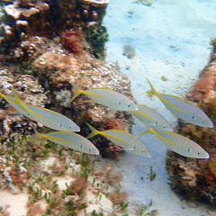 Pseudocaranx
