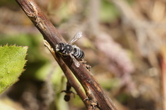 Megachile
