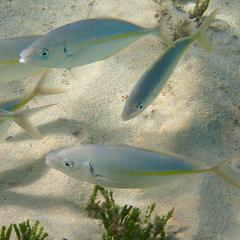 Pseudocaranx