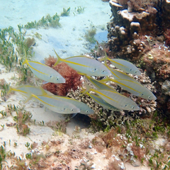 Pseudocaranx