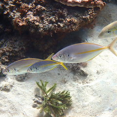 Pseudocaranx