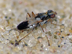 Apotropina ornatipennis