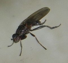 Copromyza