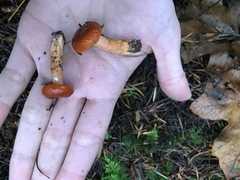 Lactarius subflammeus