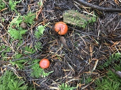 Lactarius subflammeus