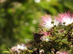Calliandra pittieri