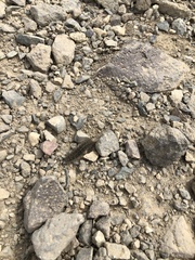 Paracotalpa