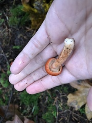 Lactarius subflammeus