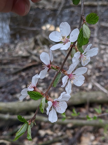 Prunus tomentosa