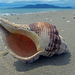 Australian Horse Conch - Photo (c) Simon Grove, some rights reserved (CC BY-NC), uploaded by Simon Grove