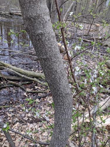 Prunus tomentosa