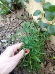 Galium aparine aparine