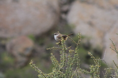 Ochetorhynchus ruficaudus