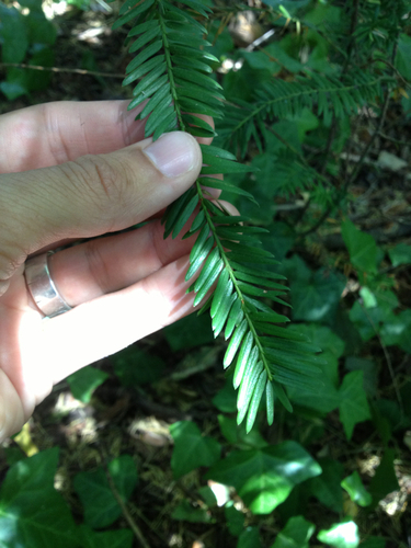 Europinis kukmedis nuotrauka