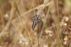 Asilidae