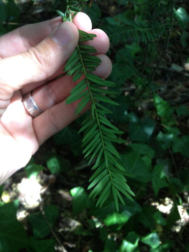 Europinis kukmedis nuotrauka