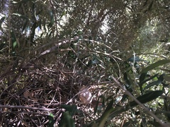 Patagioenas fasciata