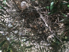 Patagioenas fasciata