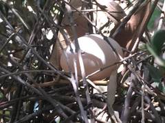 Patagioenas fasciata