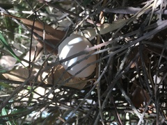 Patagioenas fasciata