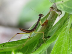 Parastagmatoptera unipunctata