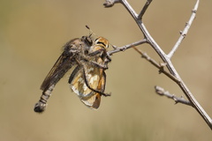 Asilidae