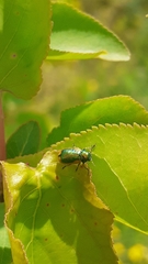 Smaragdina limbata