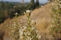 Baccharis linearis
