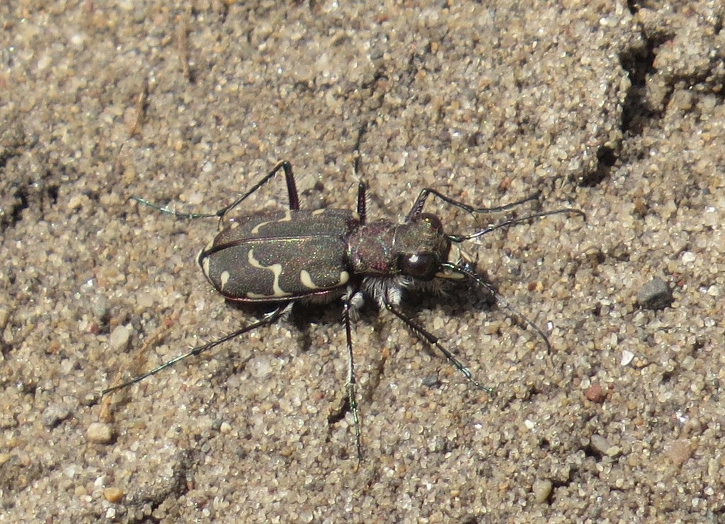 Twelve-spotted Tiger Beetle from Pleasant Prairie, WI, USA on April 12 ...